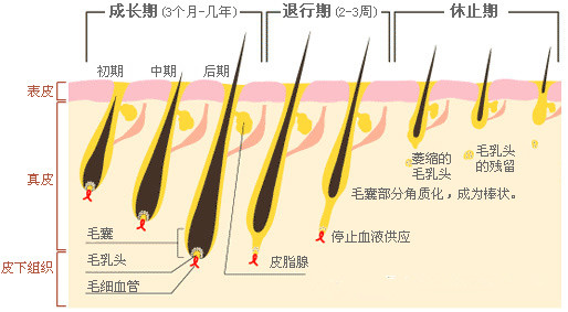 激光脱毛