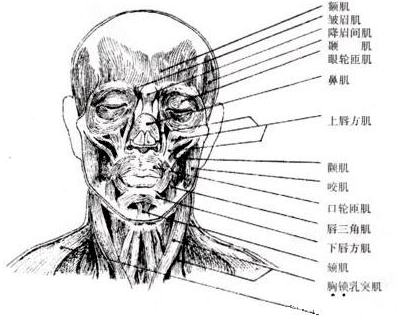 脸部结构